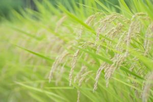 契約栽培米
